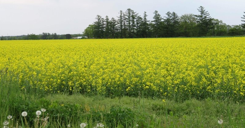 シマエナガで思い出した北海道旅行の思い出