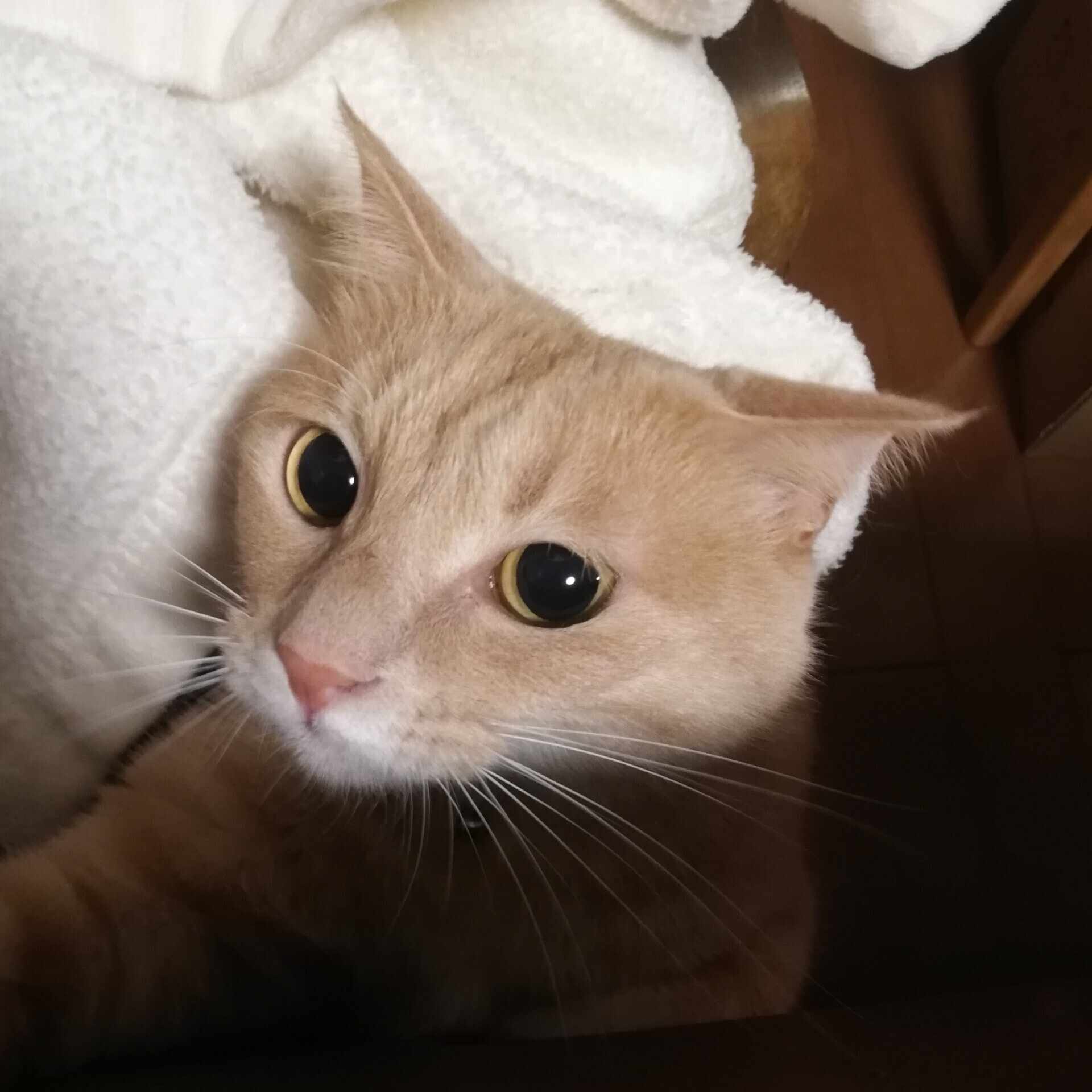 多としての身体』を読む｜渡邊恵美里