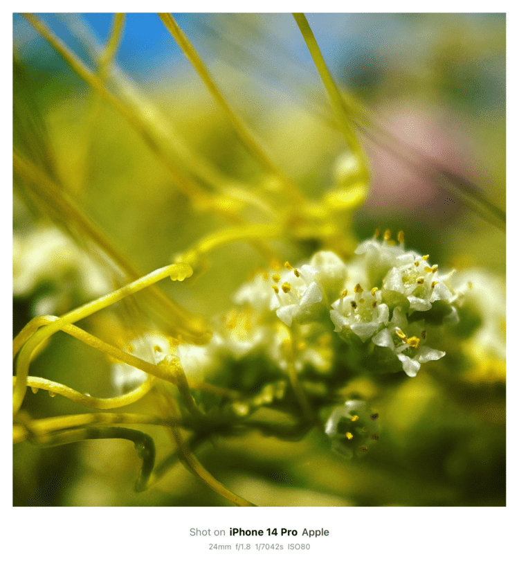 #そのへんの3cm vol.2040 iPhoneでマクロ連載#アメリカネナシカズラ の花#寄生植物 。ツルで巻きつき、寄生根（写真の中にツルから出ているコブみたいなもの）でチュウチュウする。葉緑素がないので白くて妖艶。草むらで見つけると、ラーメンが撒かれてるように見えるのでビビる。#ナス目ヒルガオ科 