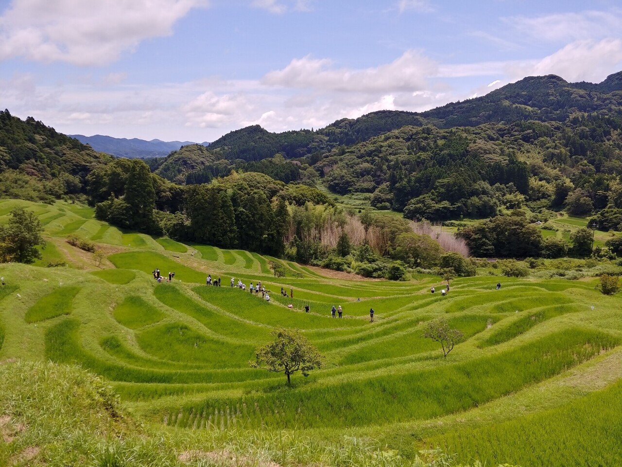 日本の棚田百選の大山千枚田。｜paikaji.photo