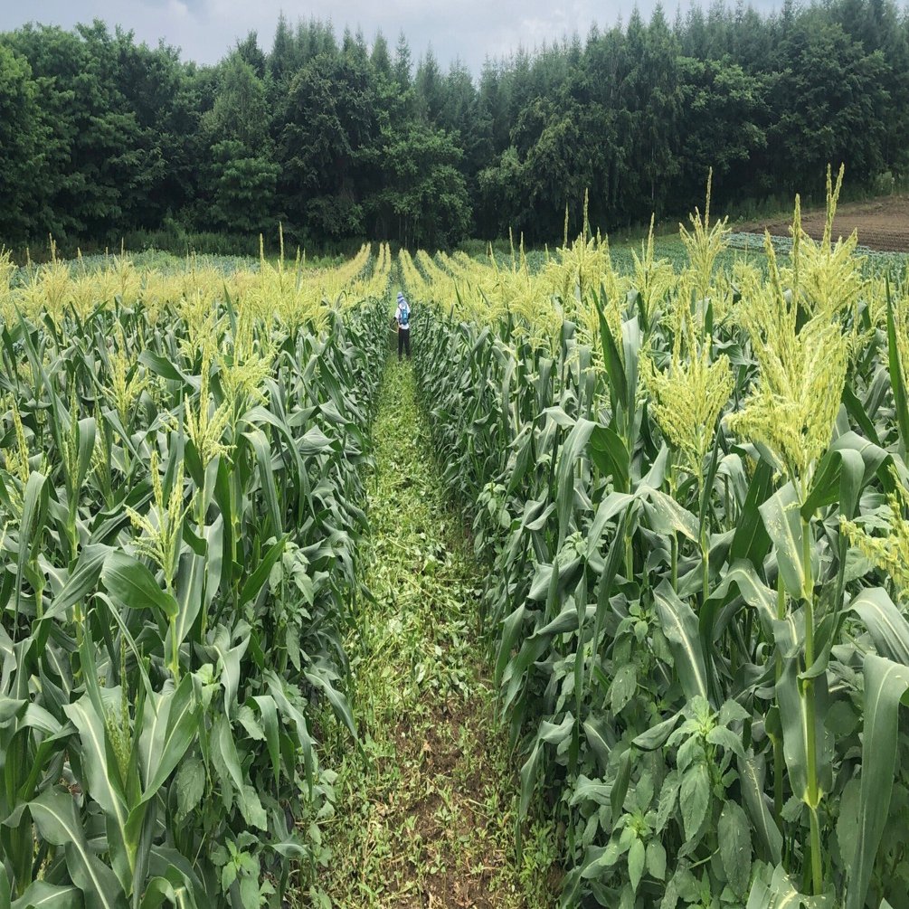 ふたたび、とうもろこし畑の畝間に広がる魔界開拓に繰り出す｜吉田拓実｜さいこうファーム OKHOTSK BIHORO, image size:1920x1005