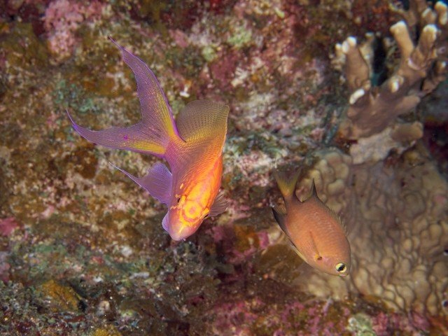 ハナゴンベの幼魚 幼魚のときは頭の紋章が綺麗 成魚になるにつれて紋章は消えていく