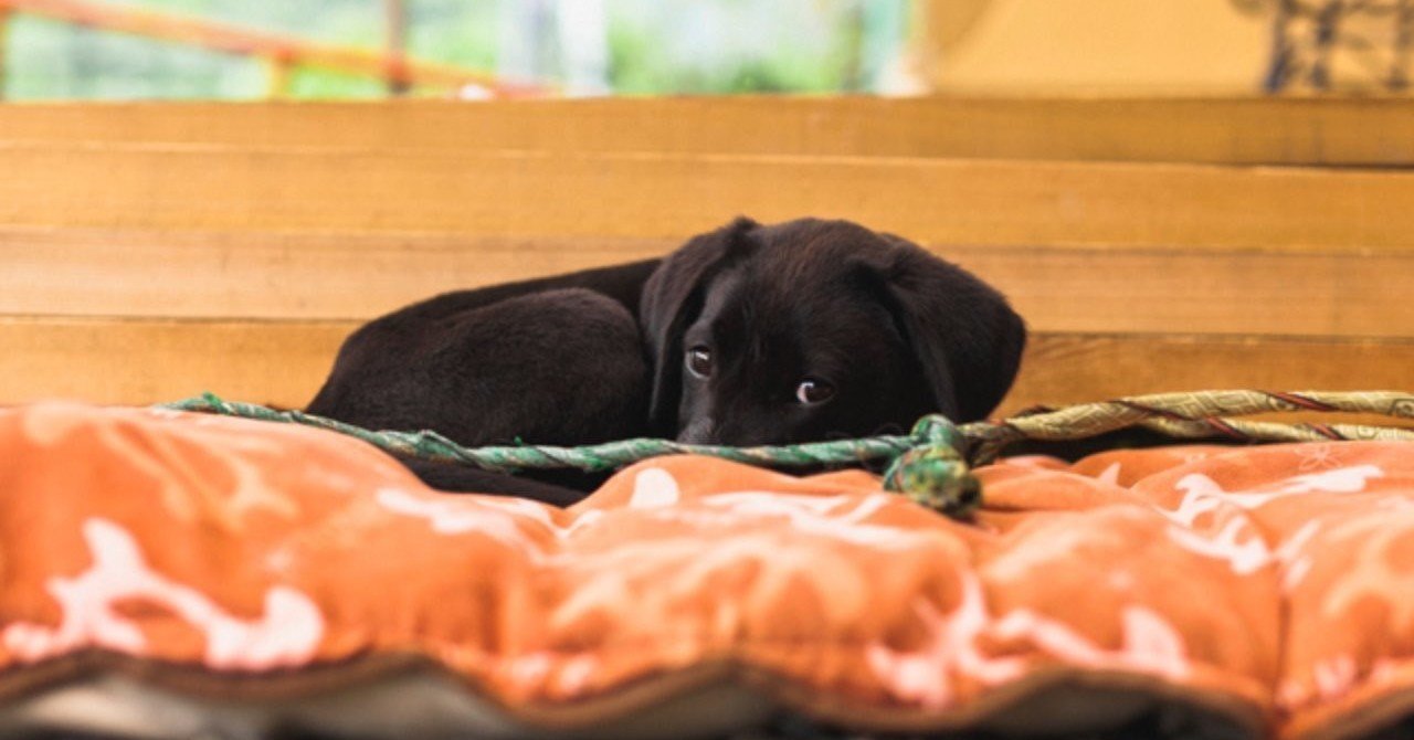 Message 君に逢いたくて Pn 尾崎剛 Note