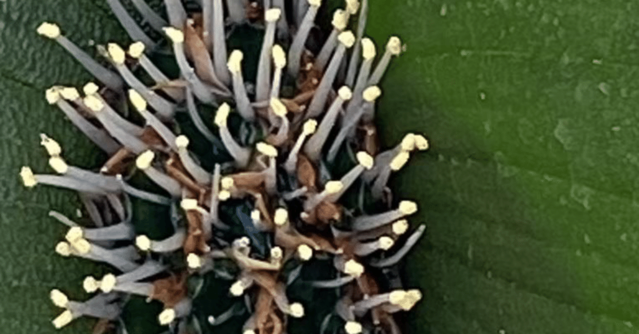 珍種 マトニア ペクチナータ（シダ植物、胞子培養苗） 希少なシダ、名も知らず育てられ 民家の植木鉢で大切に｜京都