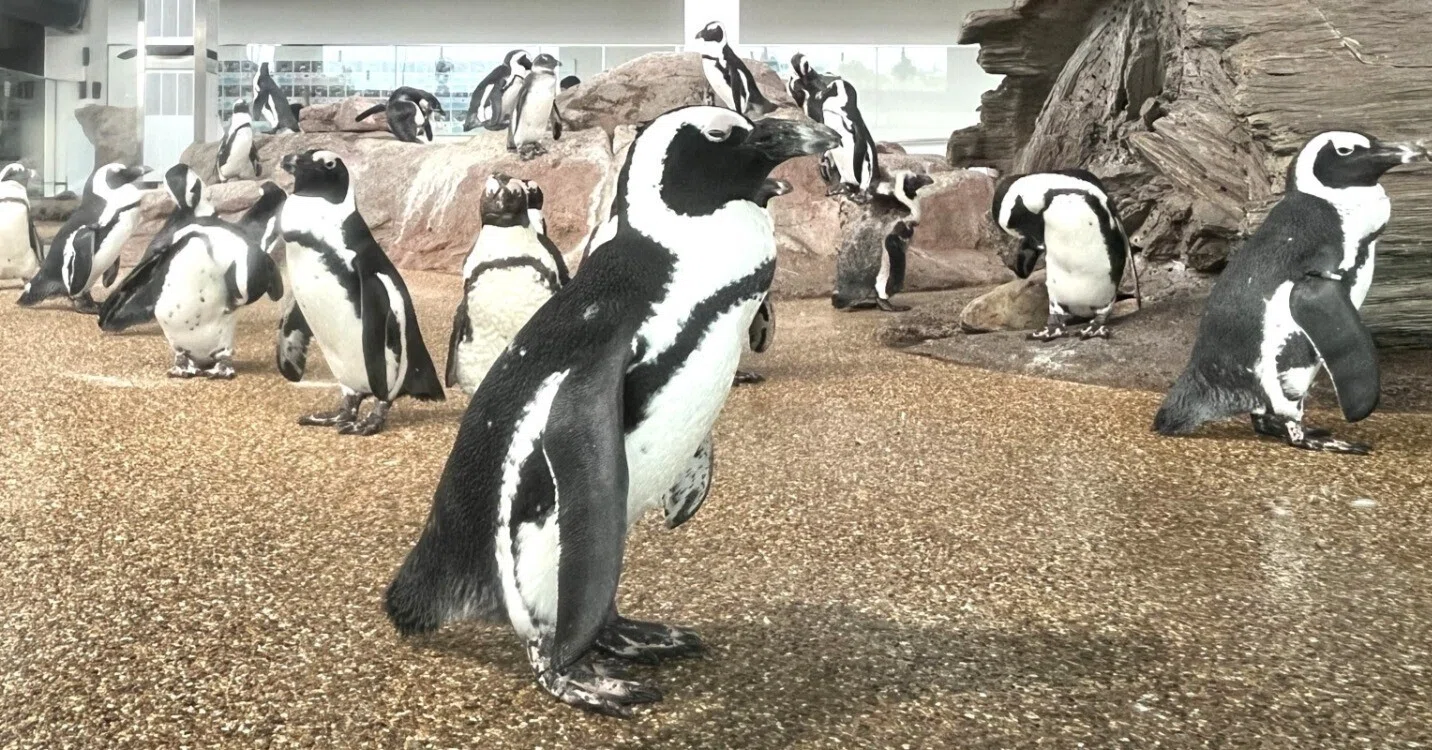 ペンギンの社会 ＠ 京都水族館①｜食彩アドコム ＠ 食こそ温故知新
