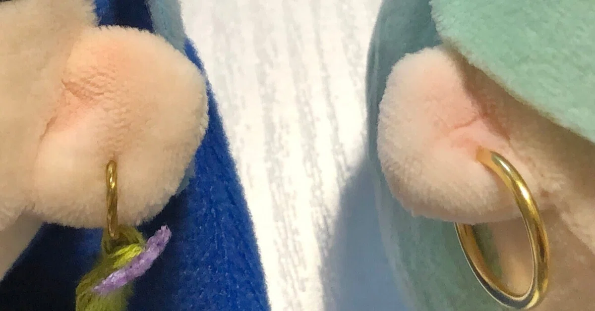 本当にやばいぬいぐるみ かわいすぎてやばいです！くまのプーさんと 