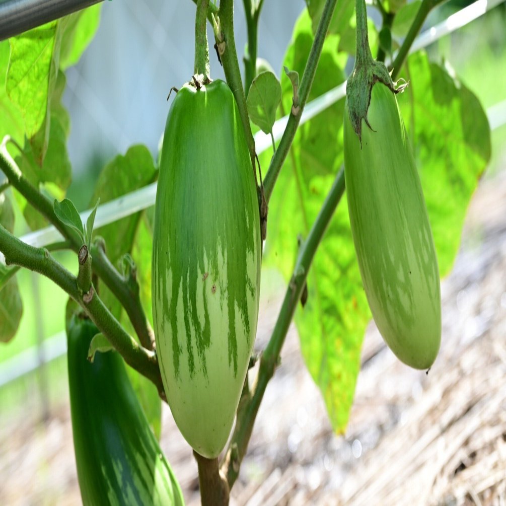 旬です！寄居町の絶品野菜「寄居とろとろナス」｜寄居まちづくりNOTE