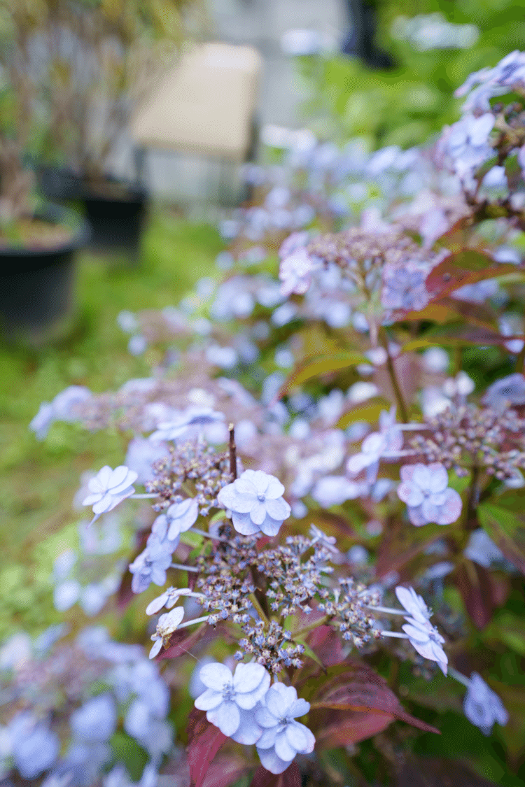 📍神戸市立森林植物園