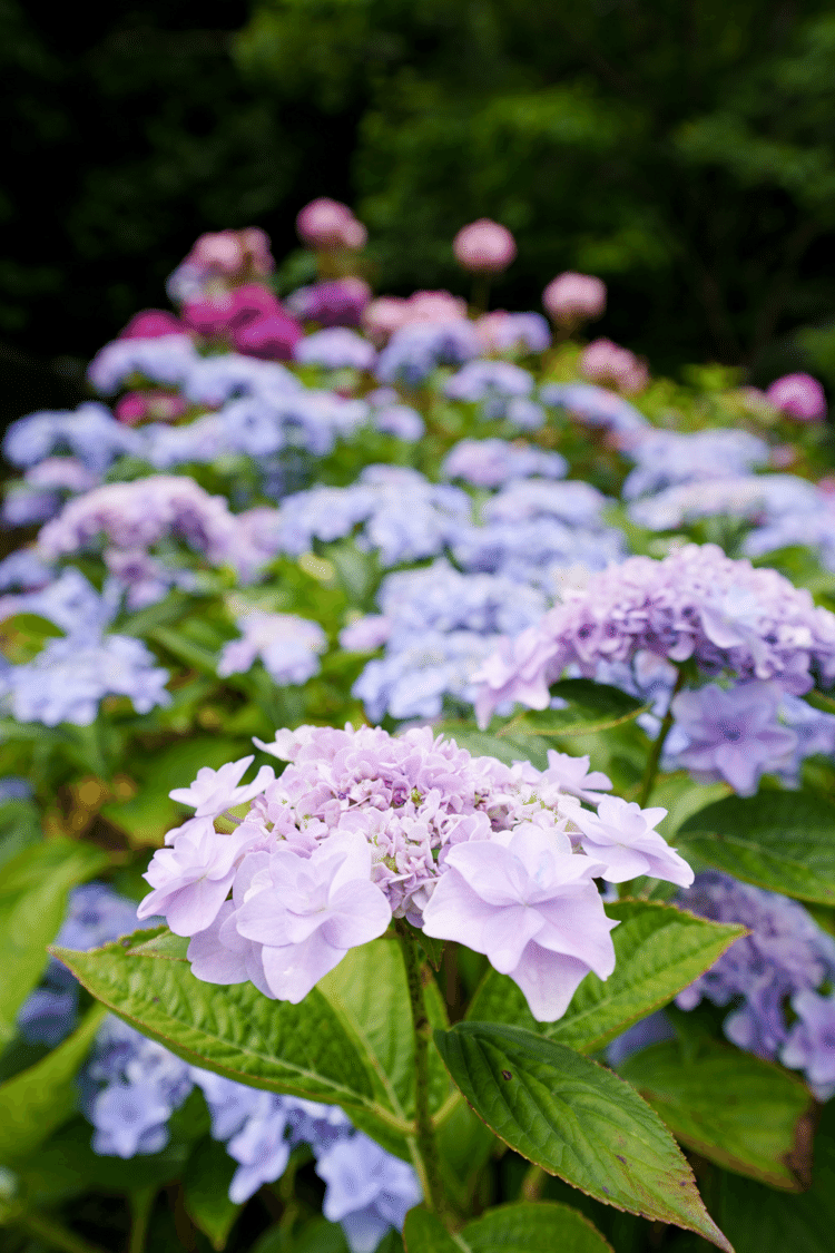 📍神戸市立森林植物園