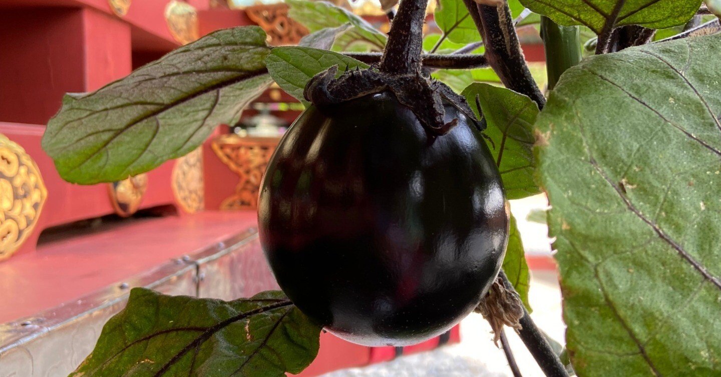 連載～静岡の歴史を学ぼう230】Orido nasu: Eggplants in the Orido