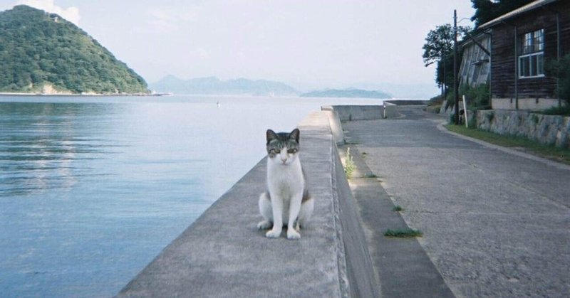 猫カフェのペルシャ猫と佐柳島の野良猫
