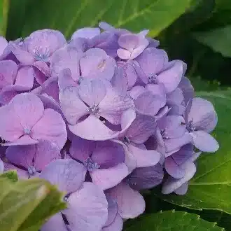 赫茈