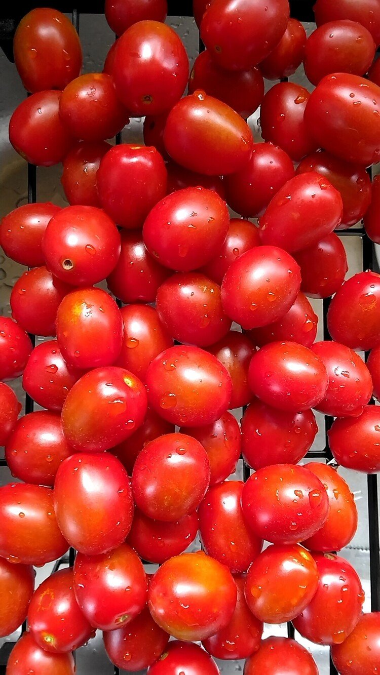 庭のトマトがオトロシイ量になってまいりました。数は、500までは数えたんですがもう諦めた(笑)とても全数把握など出来ません。考えていたら減らないのです('∀`)