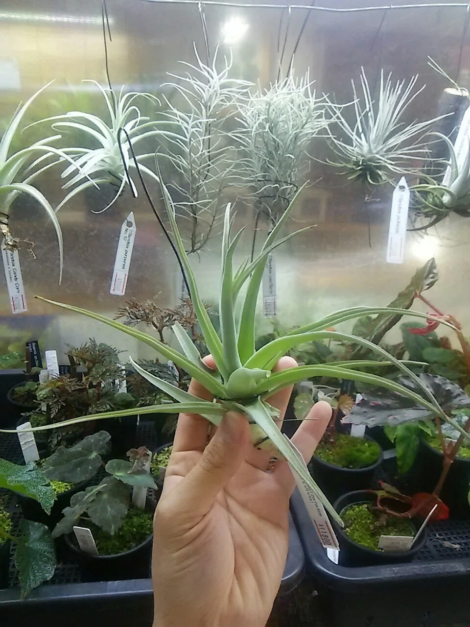 チランジア入荷リスト4/19｜NatureGarden🌿神田