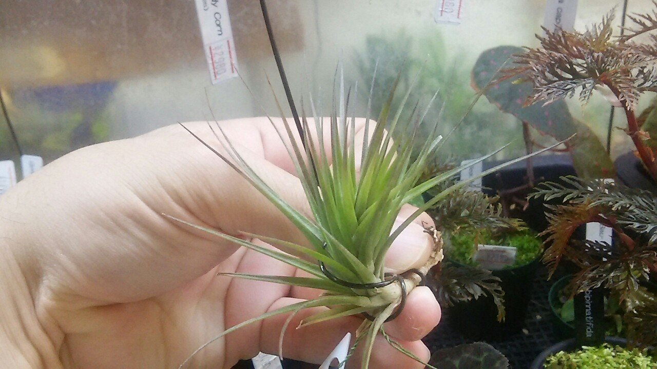 チランジア入荷リスト4/19｜NatureGarden🌿神田