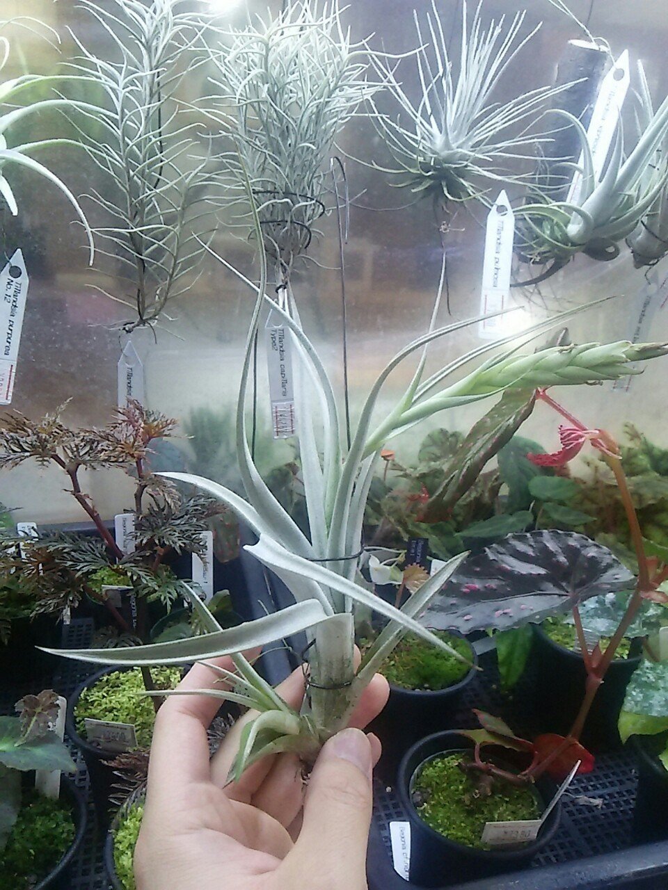 チランジア入荷リスト4/19｜NatureGarden🌿神田