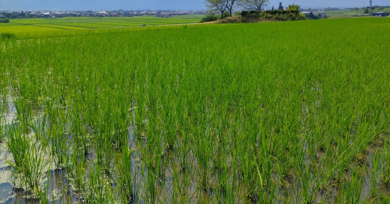 田んぼ② 7/29田んぼの様子｜shanthi-usui