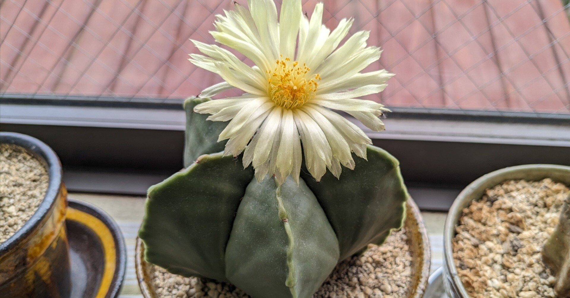 サボテン「碧瑠璃鸞鳳玉」に花が咲きました｜nishioka