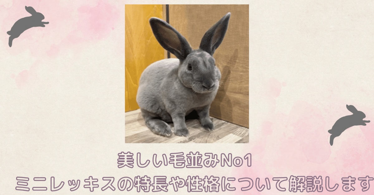 美しい毛並みNo1 ミニレッキスの特長や性格について解説します