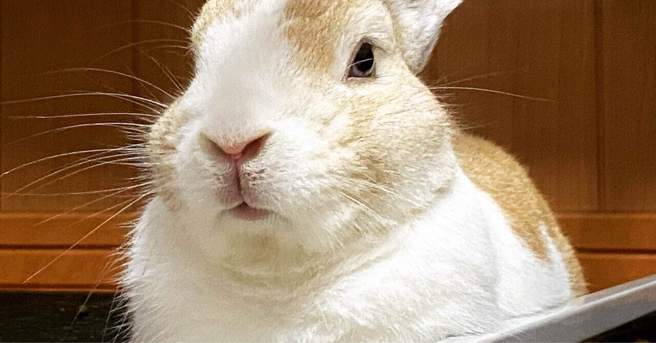 rectangle_large_type_2_6395e66