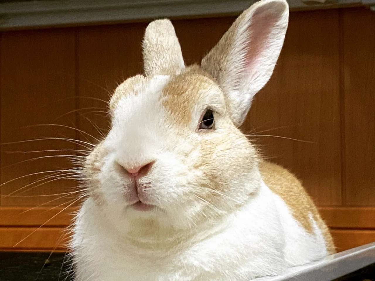 これはうさぎさんとどすこいドアップ曜日🐇｜あーーの