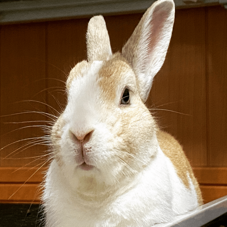 うさぎさん これはうさぎさんとどすこいドアップ曜日🐇｜あーーの