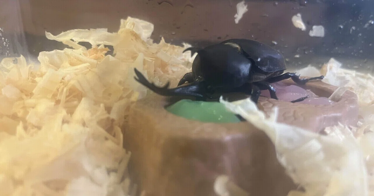 東京でも獲れます❗️カブトムシ採取成功｜クワガタおじさん