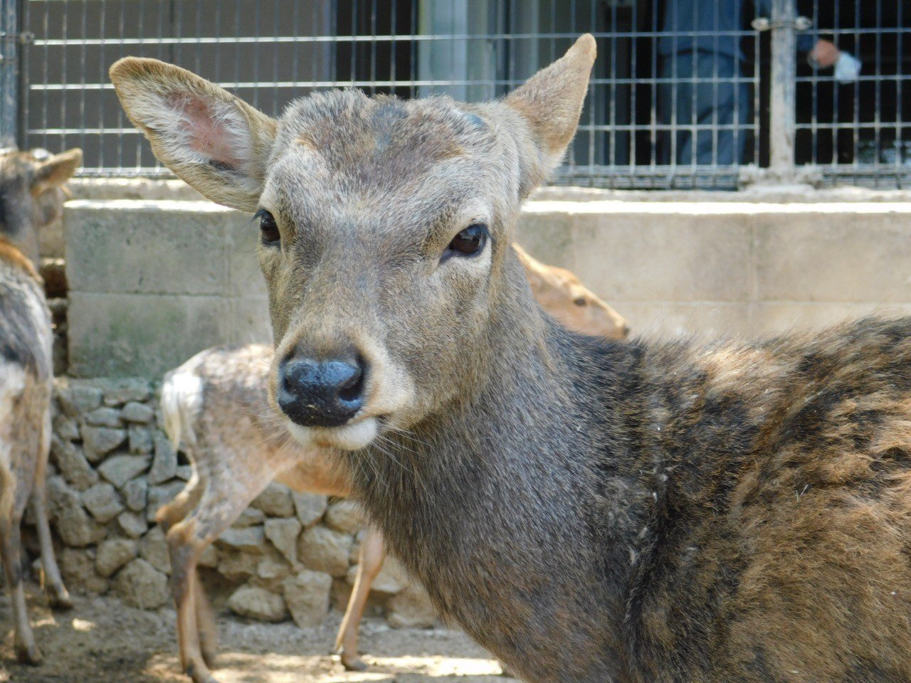 鹿の島に行ってきました 鹿遭遇編 霞 Note