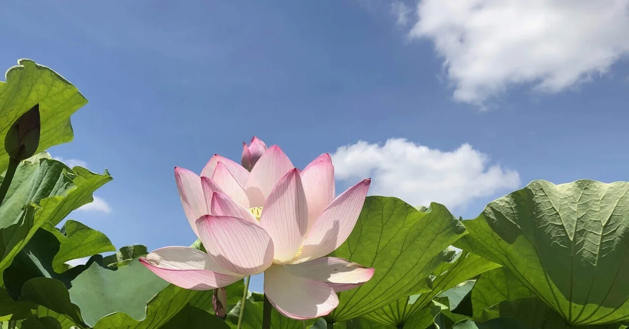 蓮の花・古代蓮の里| 埼玉行田｜はすのは