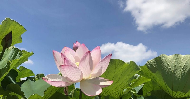 蓮の花・古代蓮の里| 埼玉行田