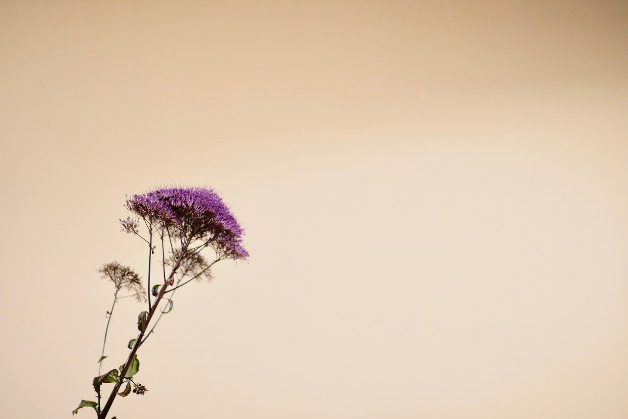今週の切り花 夕霧草 虚屯出版プロデューサー濱門慶太郎 Note