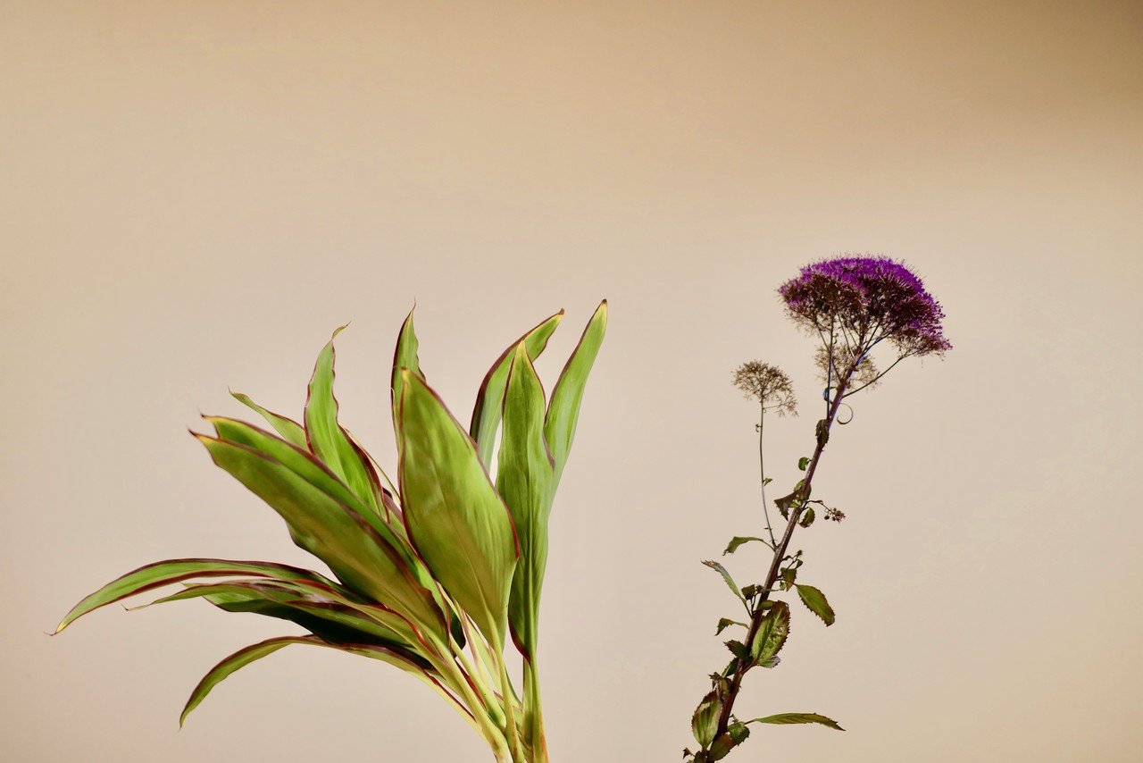 今週の切り花 夕霧草 虚屯出版プロデューサー濱門慶太郎 Note