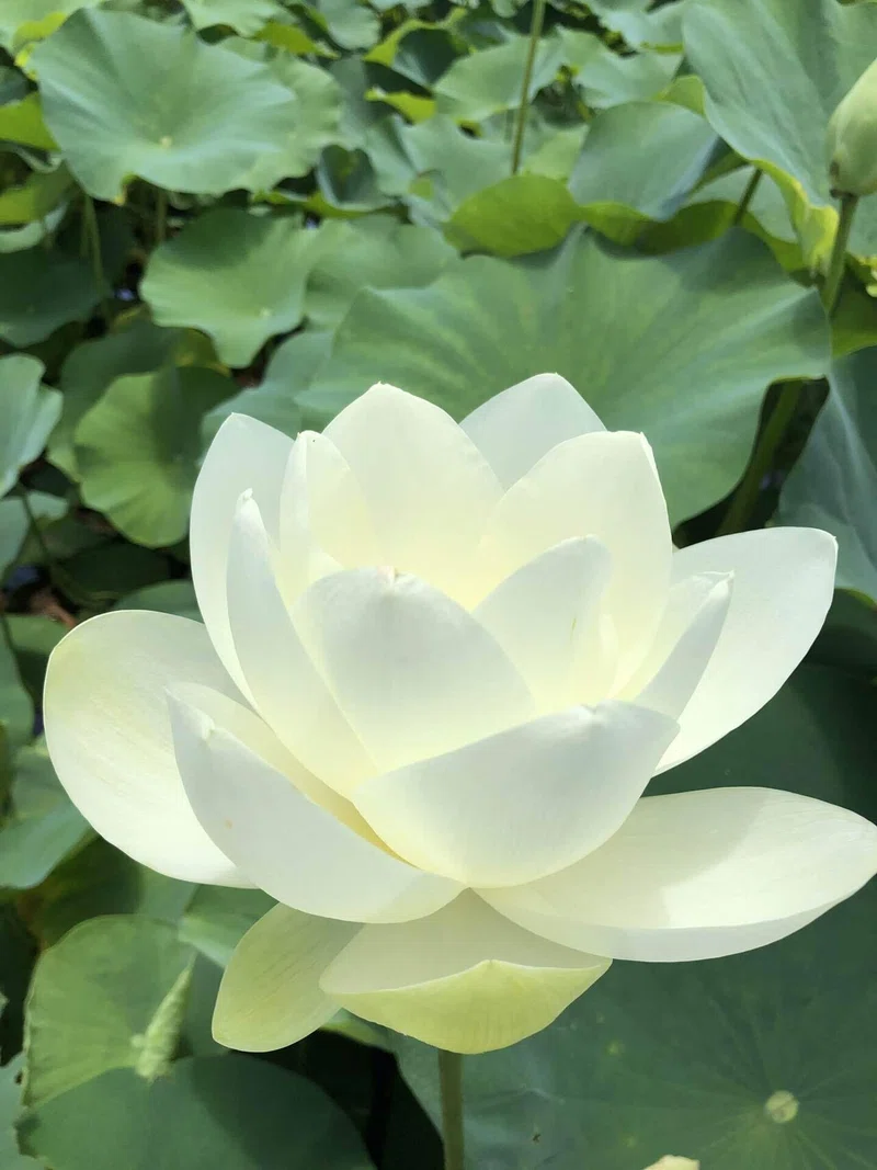 蓮の花・古代蓮の里| 埼玉行田|はすのは