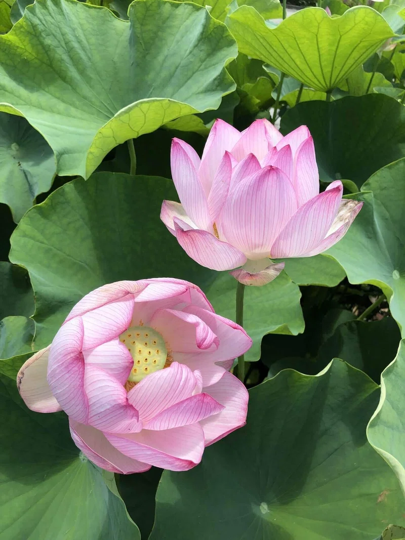 蓮の花・古代蓮の里| 埼玉行田|はすのは