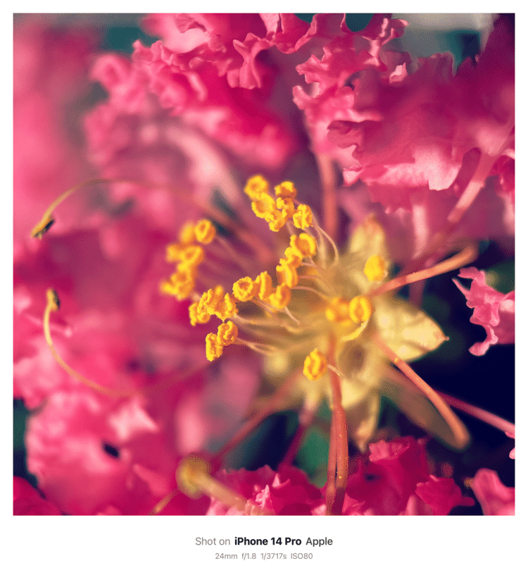 #そのへんの3cm vol.2045 iPhoneでマクロ連載#サルスベリ 夏といったら #百日紅 。秋口まで咲き続けてくれるように見えるが、花の一つ一つは一日花であるらしい。どうりで花びらがよく落ちてる。#フトモモ目ミソハギ科 