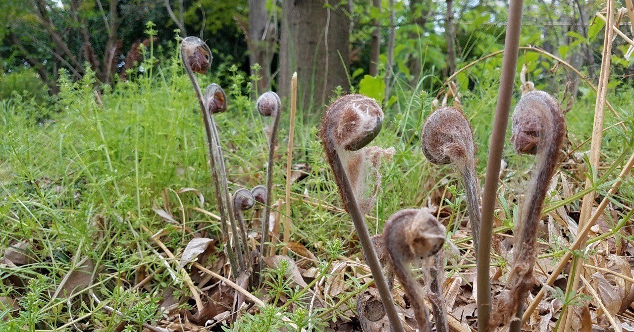 道草 2 男か 女か ゼンマイ 匝 Meguru Note