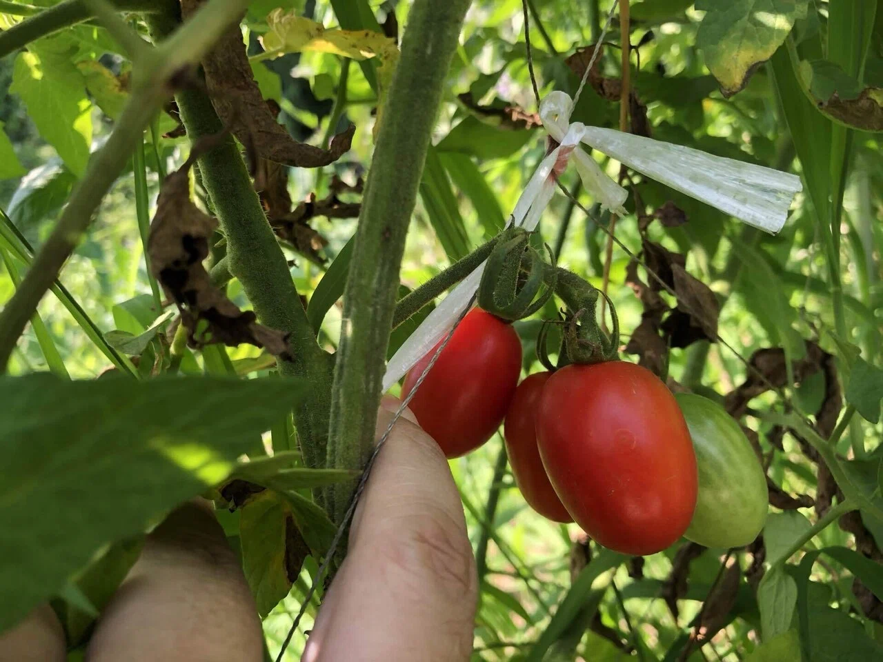 実がいっぱい｜MUNA_FARM 無農薬自給自足