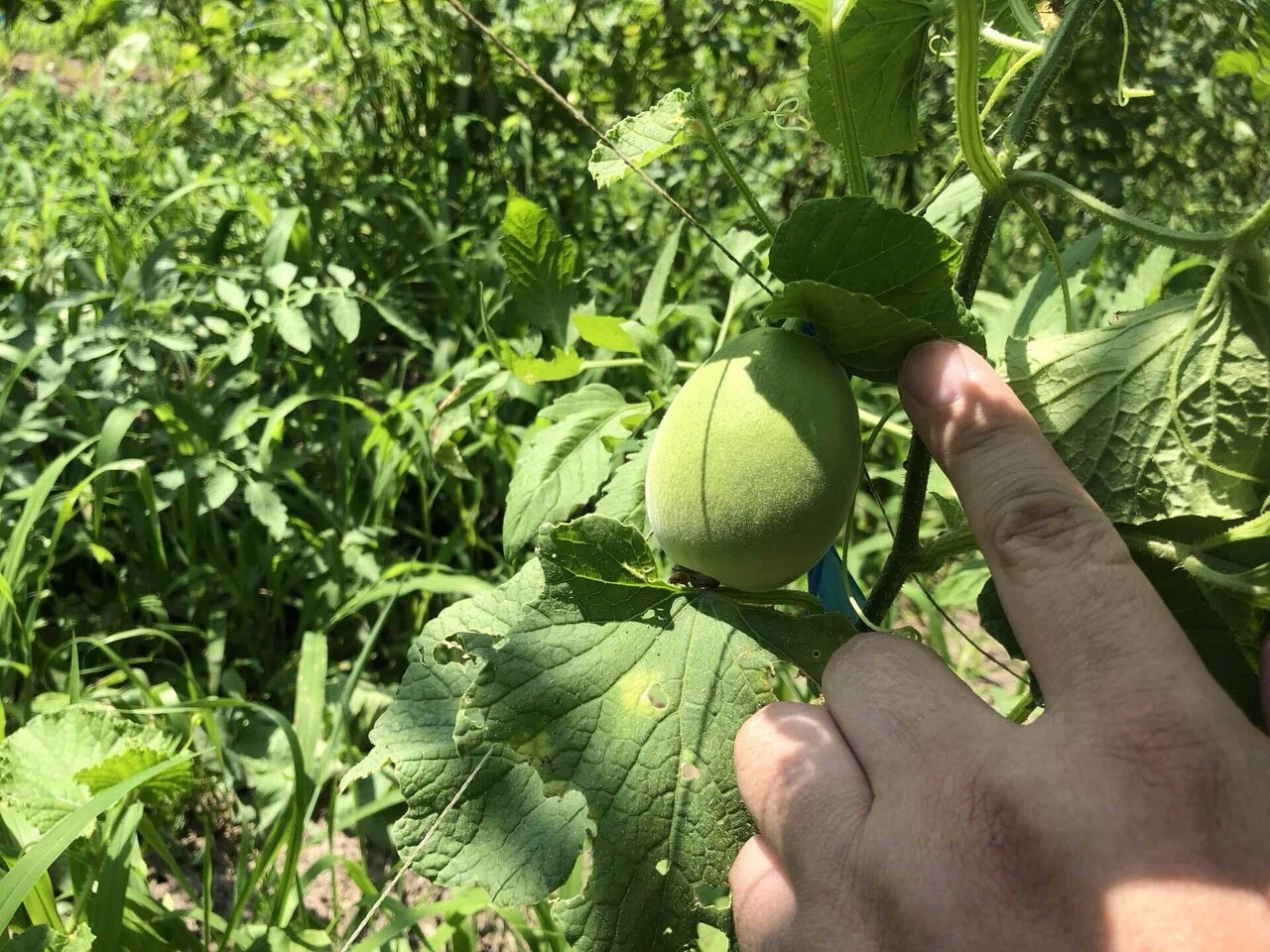実がいっぱい｜MUNA_FARM 無農薬自給自足