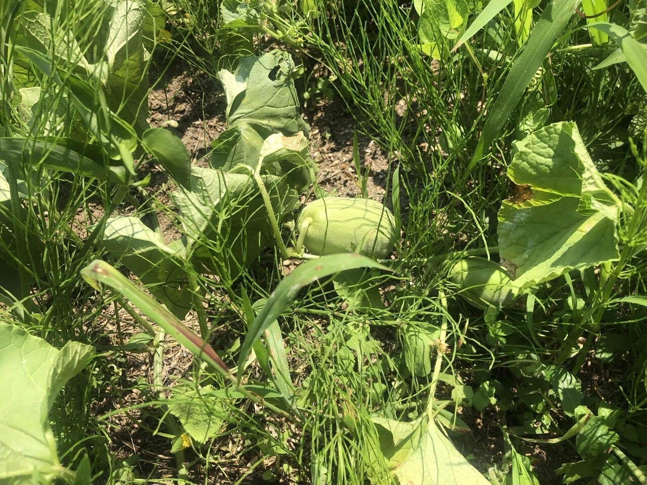 実がいっぱい｜MUNA_FARM 無農薬自給自足
