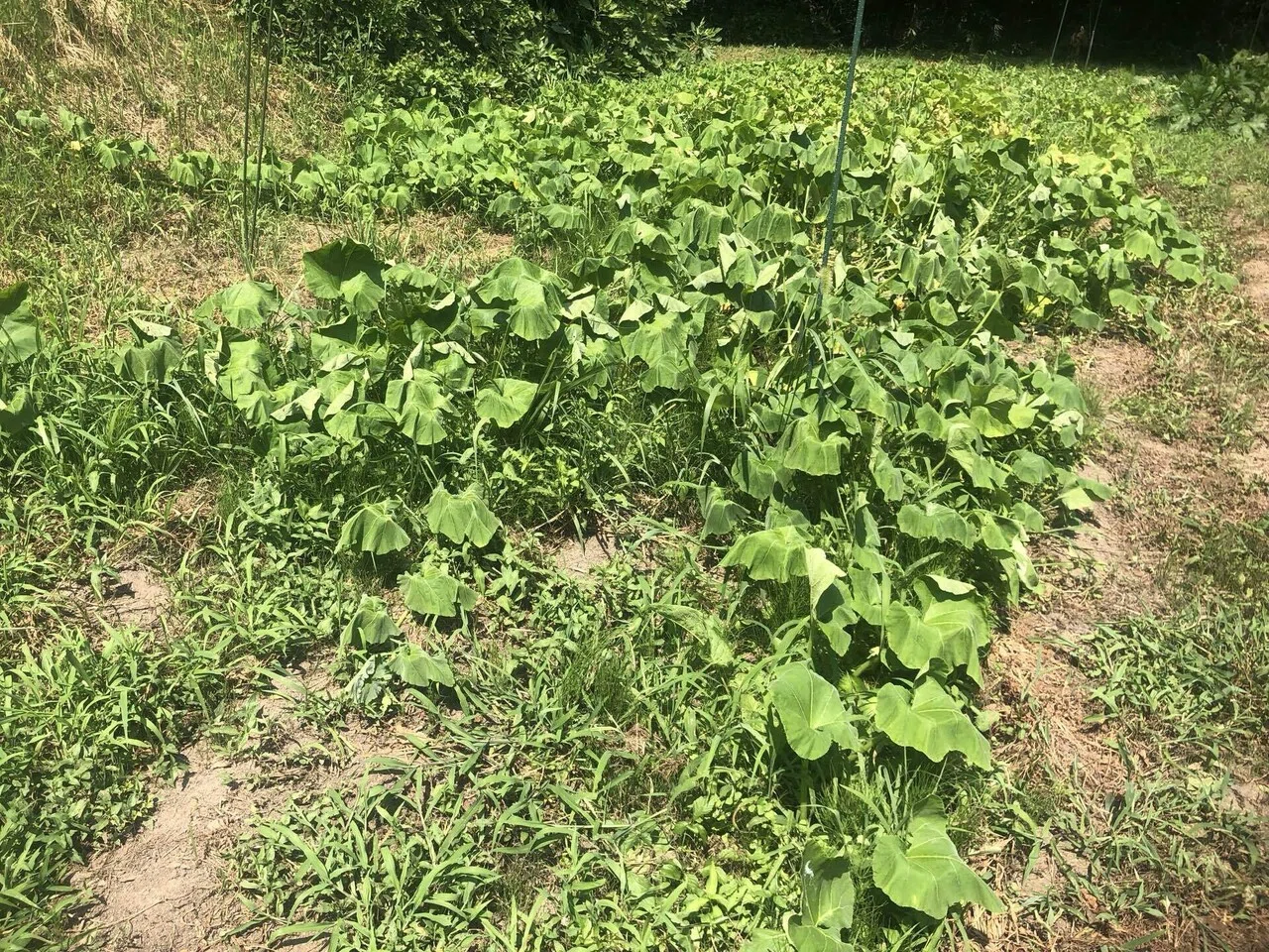 実がいっぱい｜MUNA_FARM 無農薬自給自足