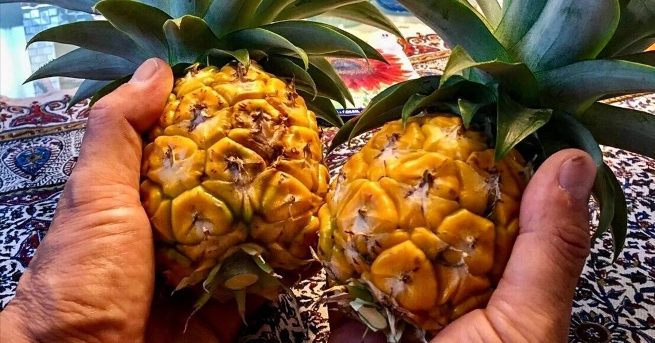 パイナップル株植物
