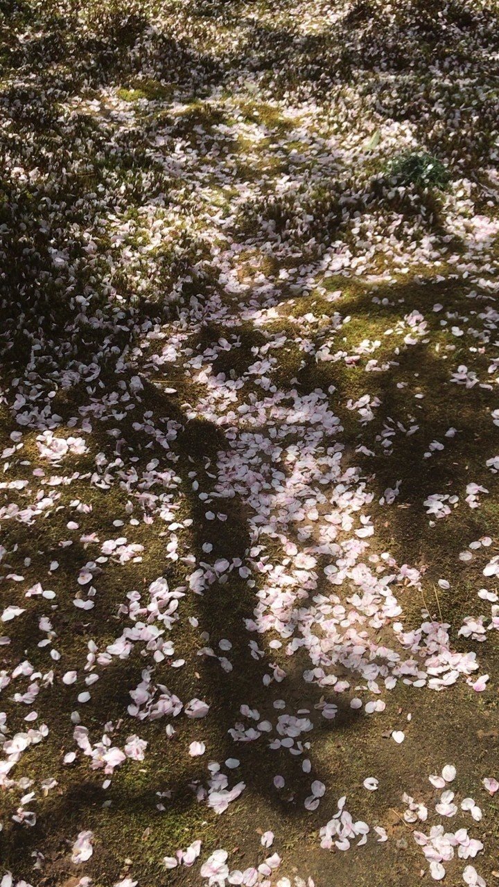 世界遺産龍安寺石庭を囲む庭。自然の中に桜がとけこんでいる。
京都の春はゆっくりしていました。

#龍安寺 #石庭 #桜 #京都 #春