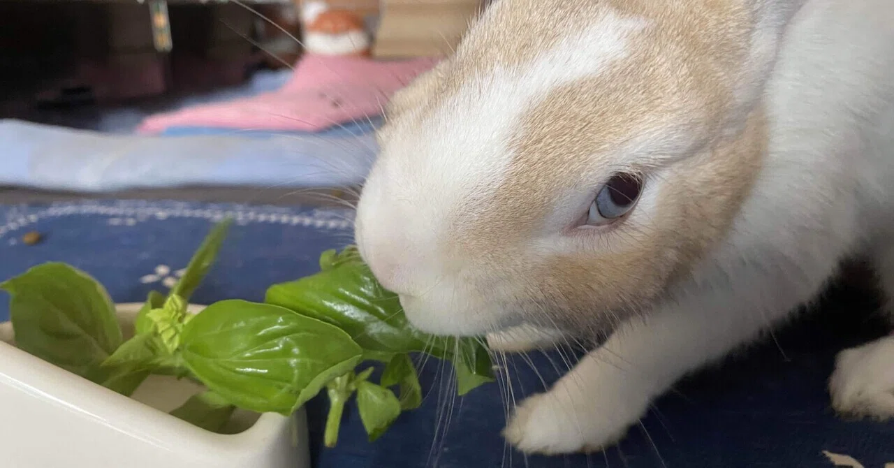 これはうさぎさんと「うさんでーさびら」🐇｜あーーの