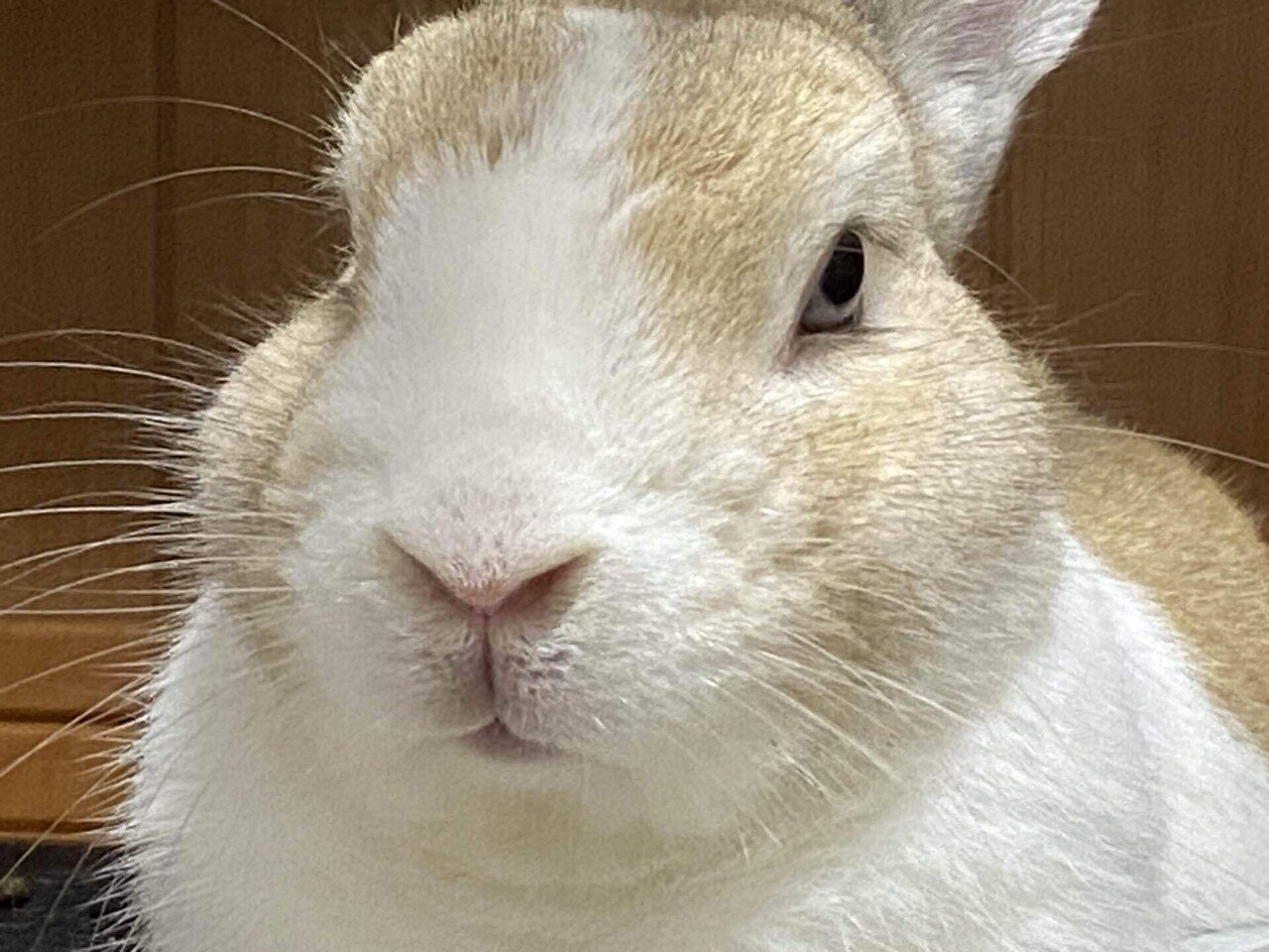 これはうさぎさんと「うさんでーさびら」🐇｜あーーの