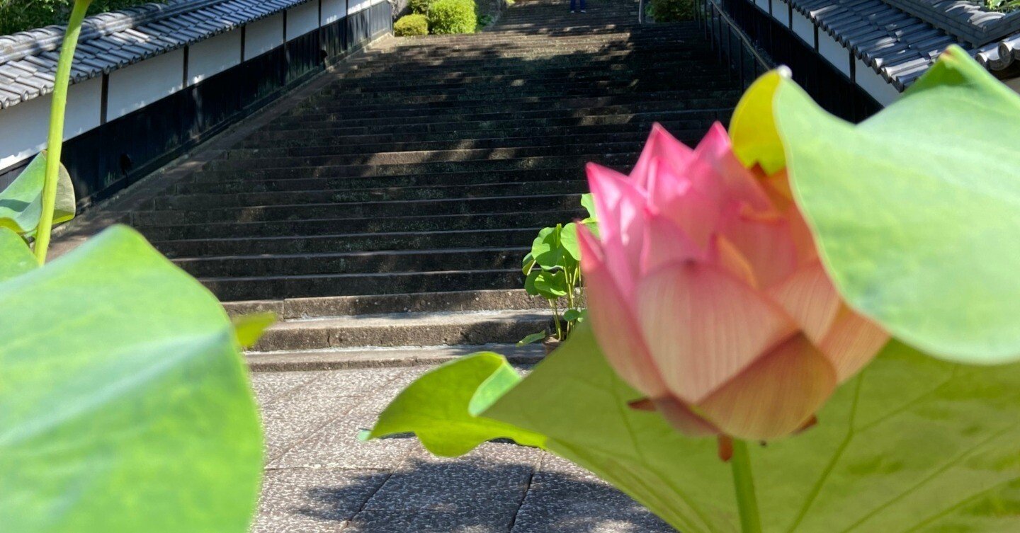 連載～静岡の歴史を学ぼう232】Lotus flowers in Rinzaiji Temple臨済寺の蓮の花｜谷 佳世子