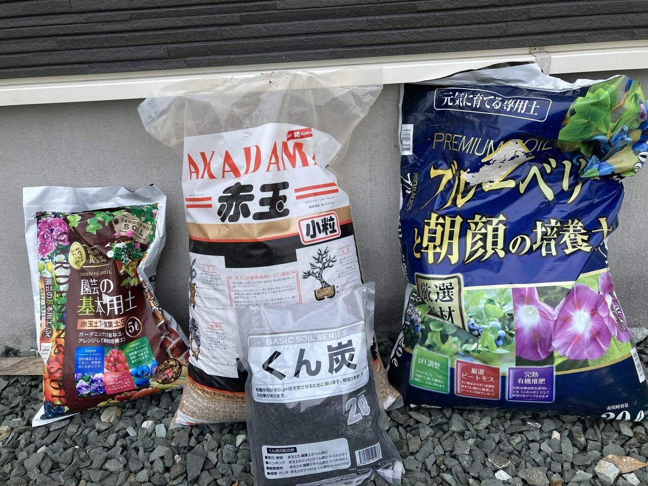 ブルーベリーBIG7品種の苗を500円で手に入れた!|ぱごにあ🪴 ブルーベリーBIG7品種の苗を500円で手に入れた!|ぱごにあ🪴