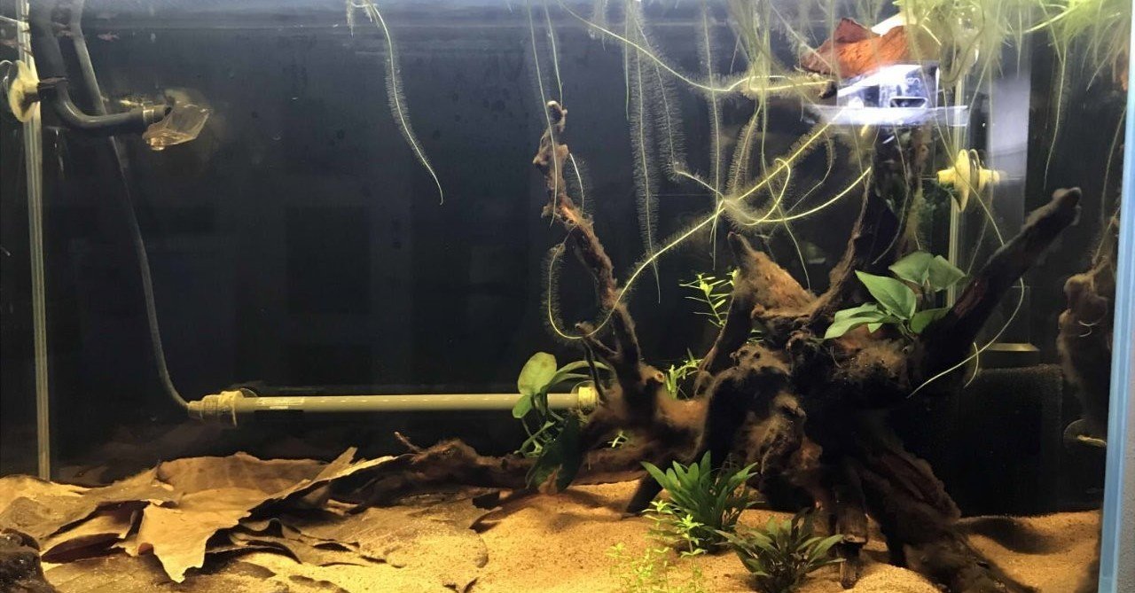 ブラックウォーター水槽 ももきじ Note ブラックウォーター水槽 ももきじ Note