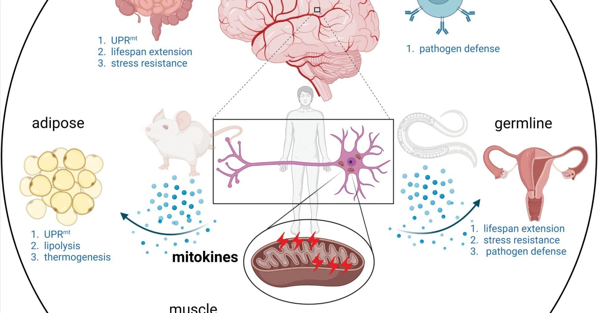 ミトコンドリアダイナミクス 機能研究から疾患・老化まで