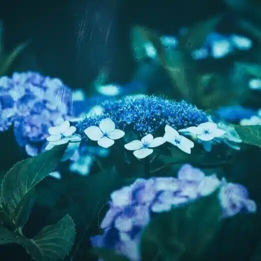 白石蓮子（別名・夜瀬いろは）
