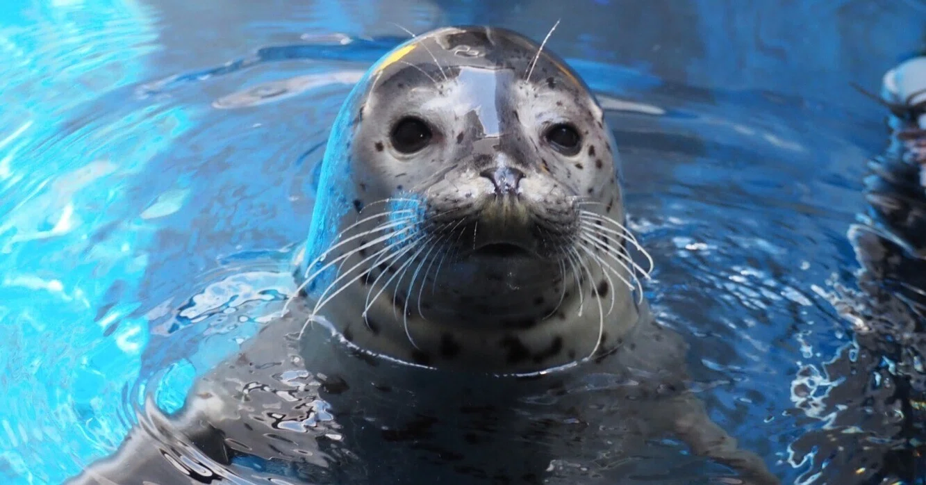 ゴマフアザラシのおはなし その1｜上越市立水族博物館 うみがたり